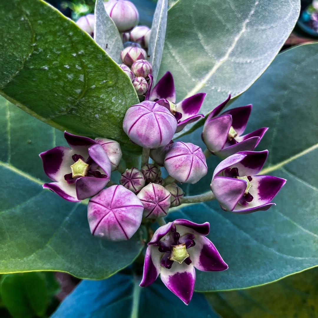 Crown flower, Giant calotrope. Poisonous but oh so pretty. Butterfly caterpillars adore it in Hawaii.