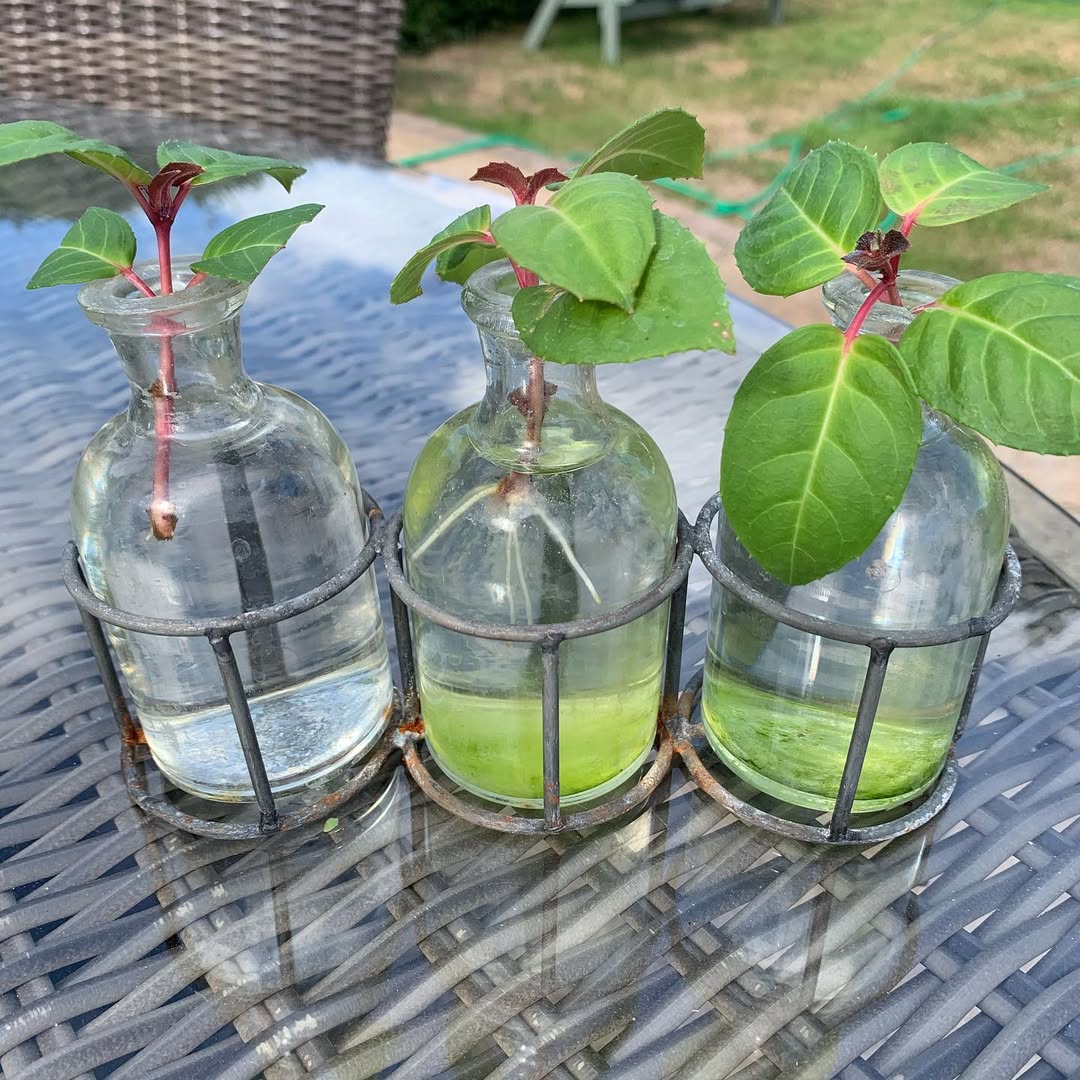 Cuttings from some rather old and woody fuchsias of my late Dad’s. The originals no longer flower, 