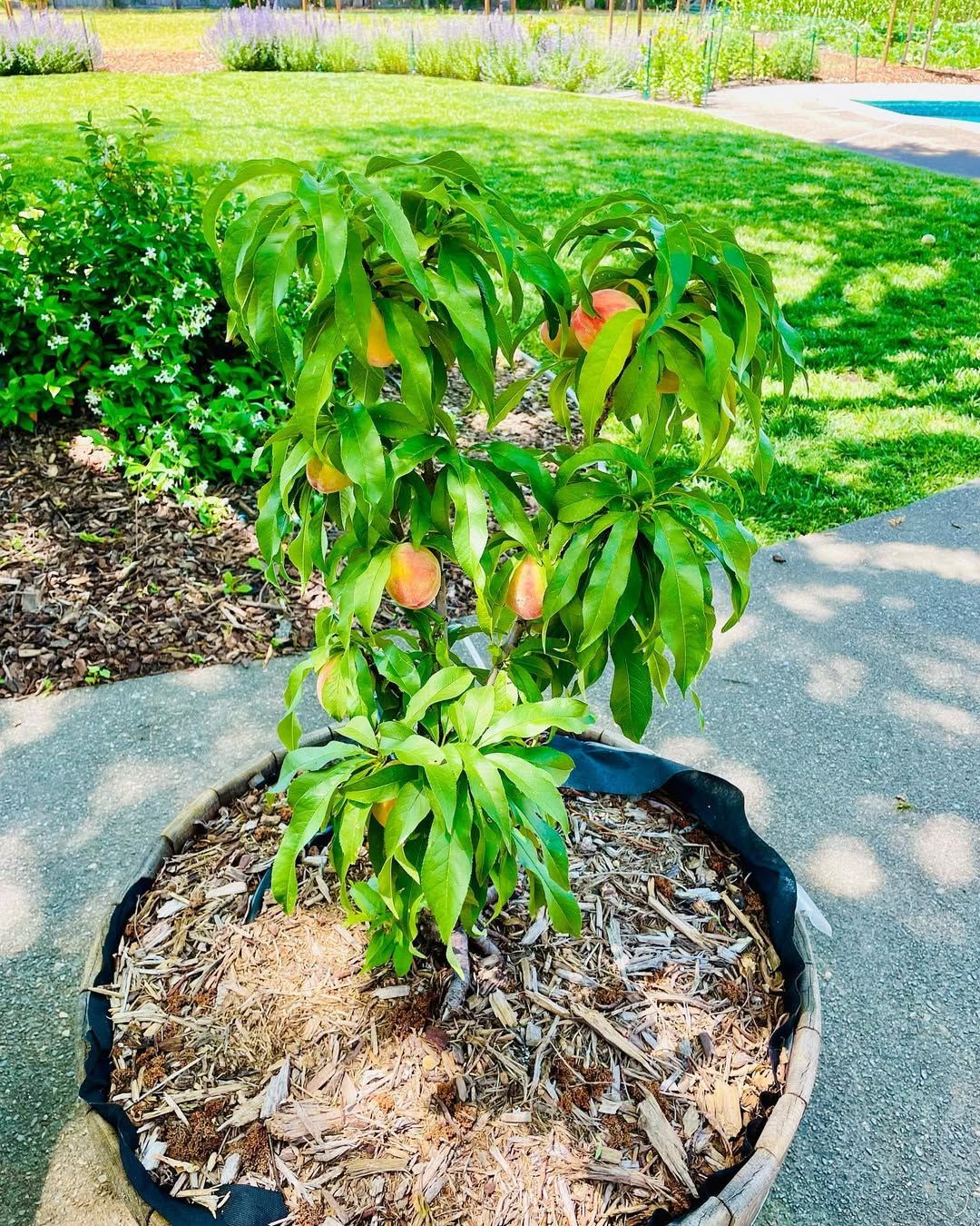 Dwarf Peach Tree