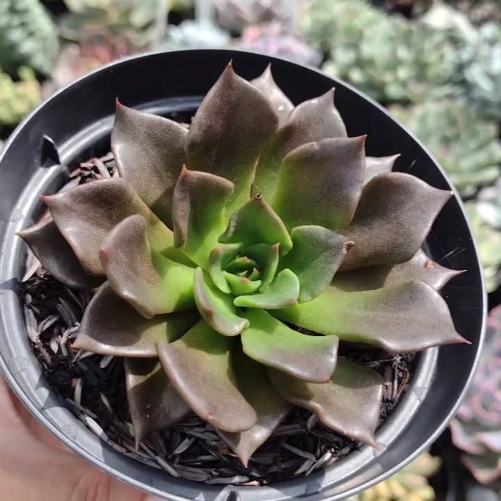 Echeveria Black Prince (Crespa)