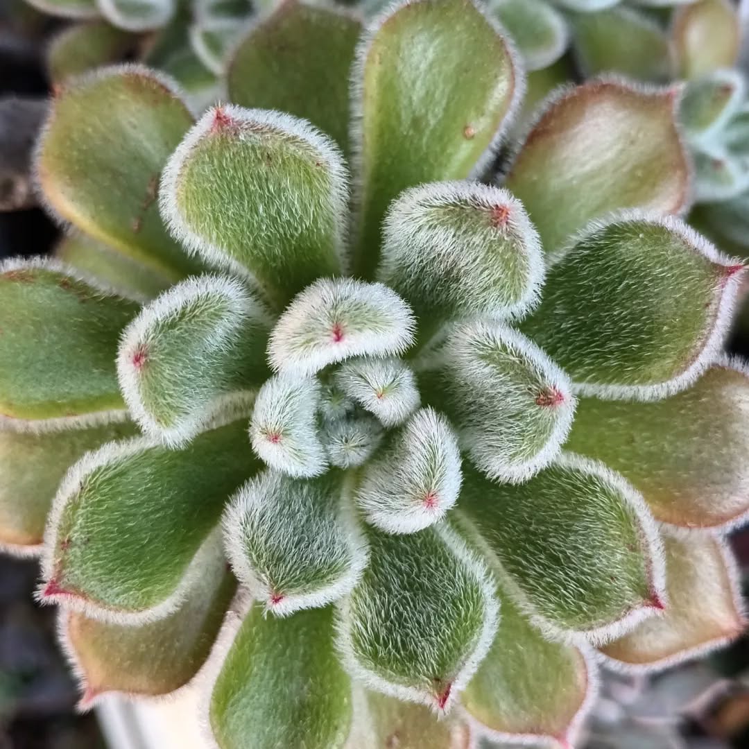 Echeveria Doris Taylor