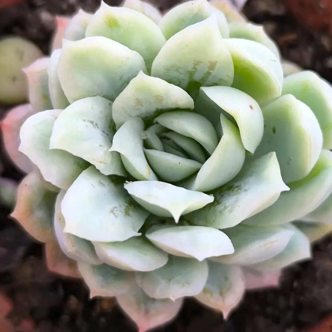 Echeveria Elegans 