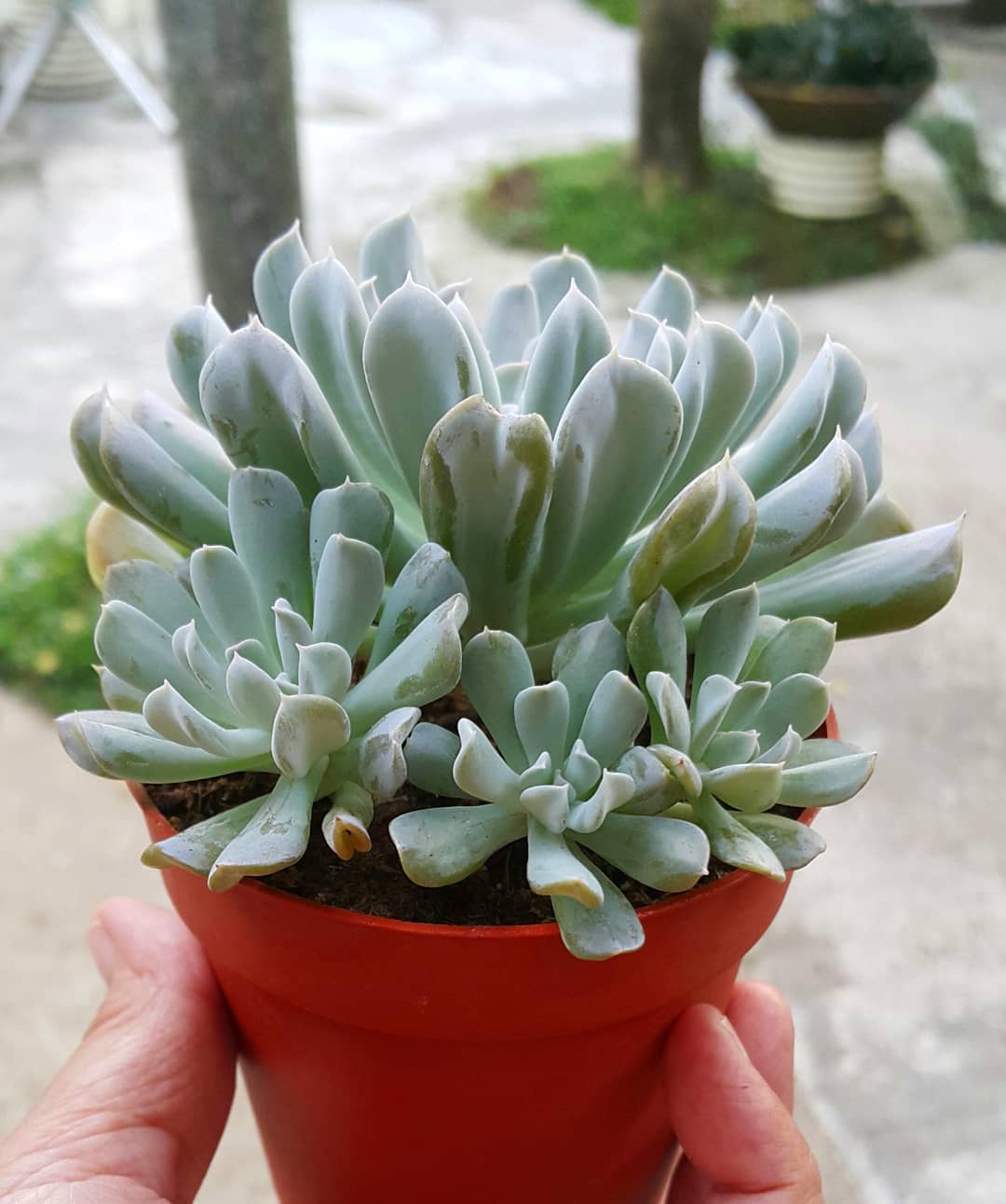 Echeveria Topsy Turvy
