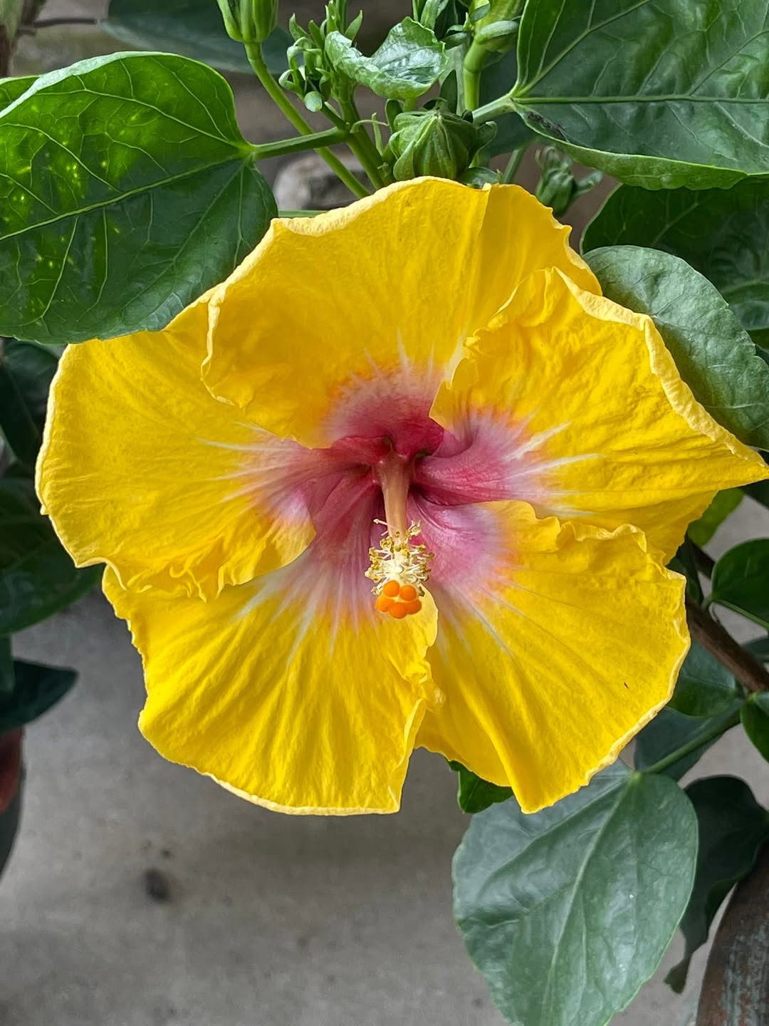 Hibiscus rosa-sinensis 