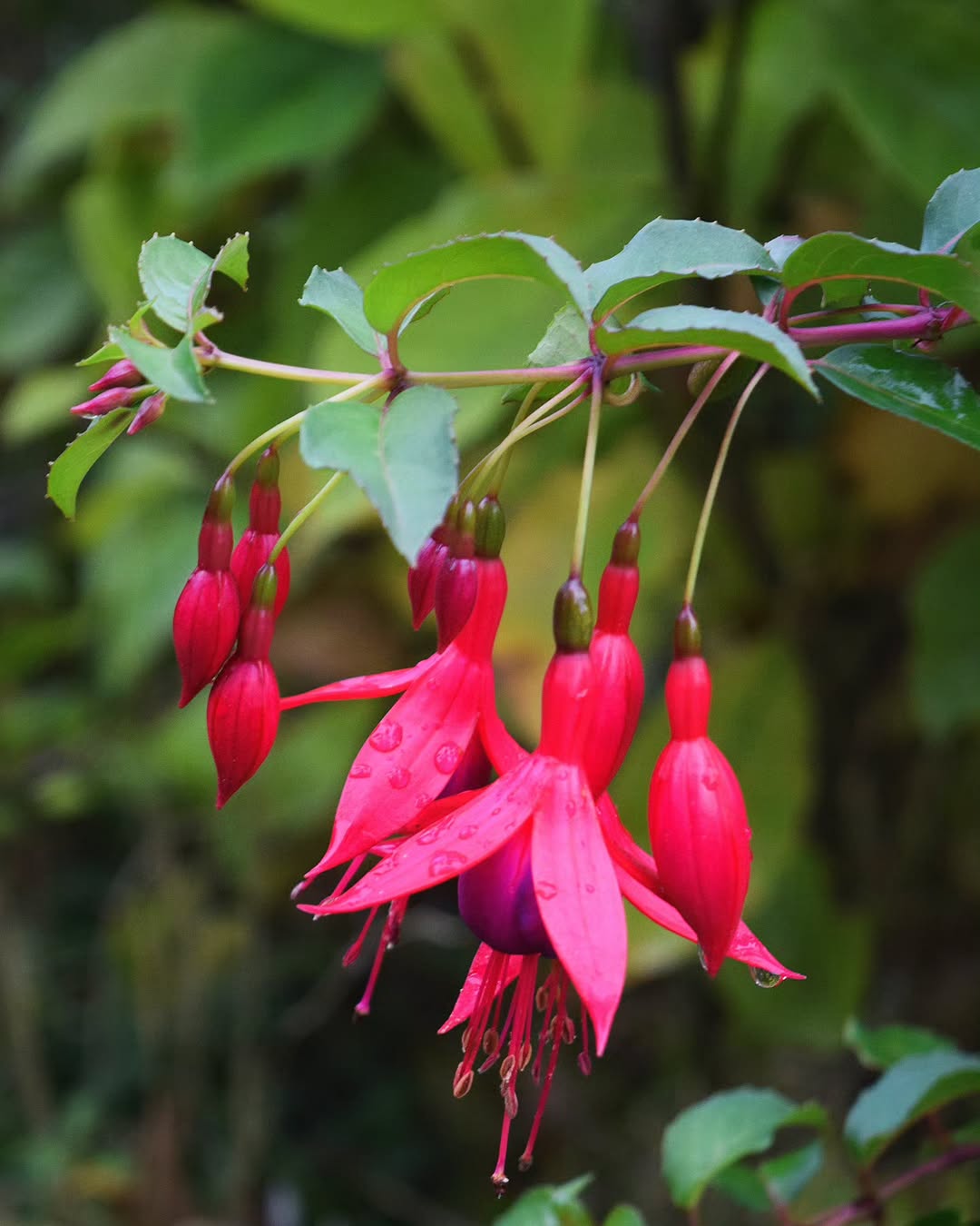 Fuchsia