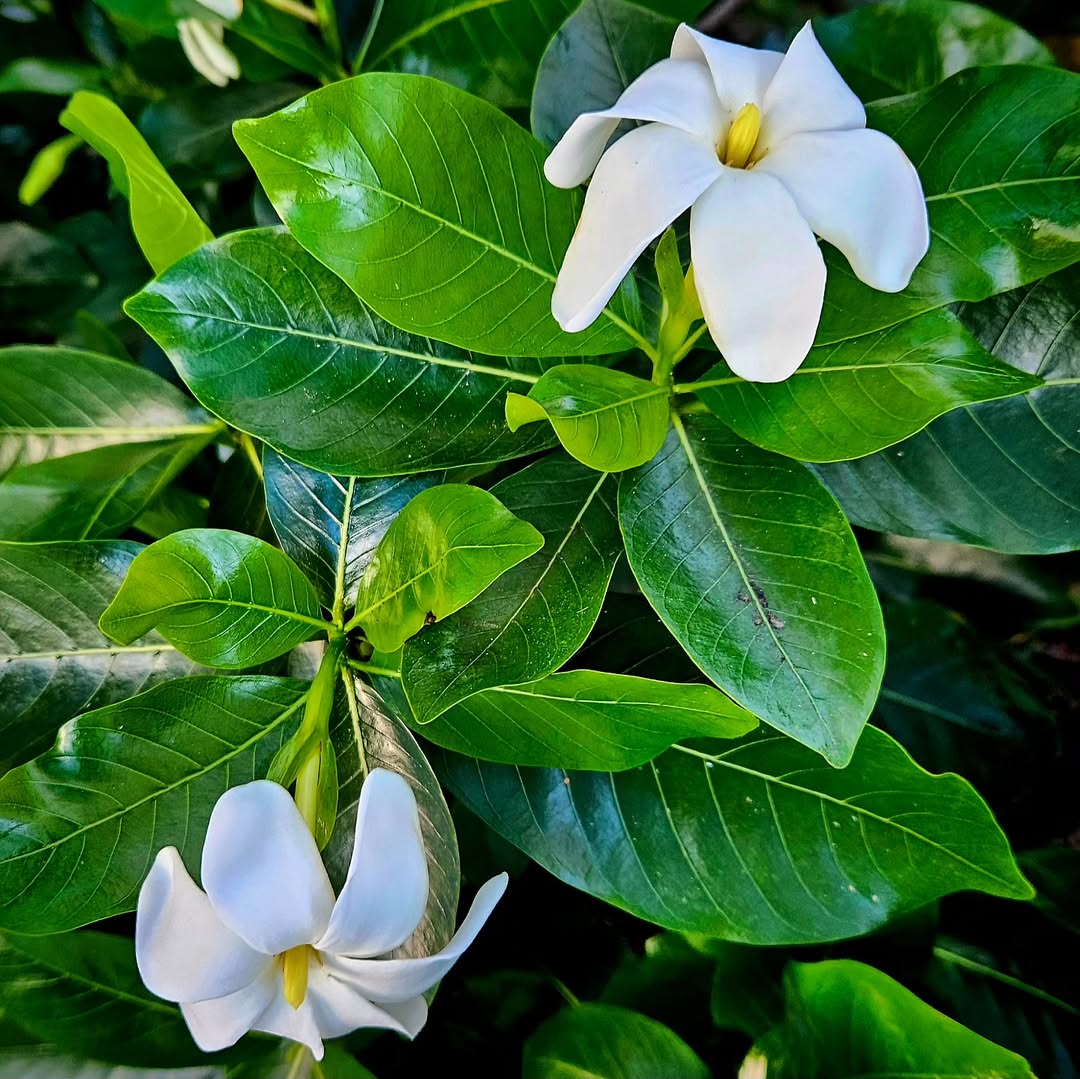 Hawaiian Forest Gardenia (Gardenia brighamii)