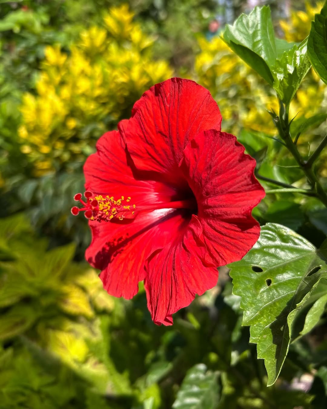 Hibiscus rosa-sinensis 