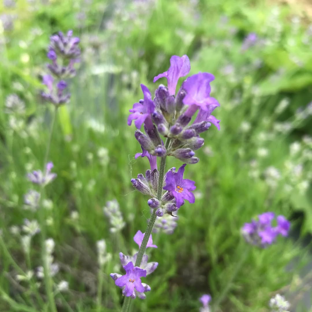 Hidcote Lavender (Lavandula angustifolia ‘Hidcote’)