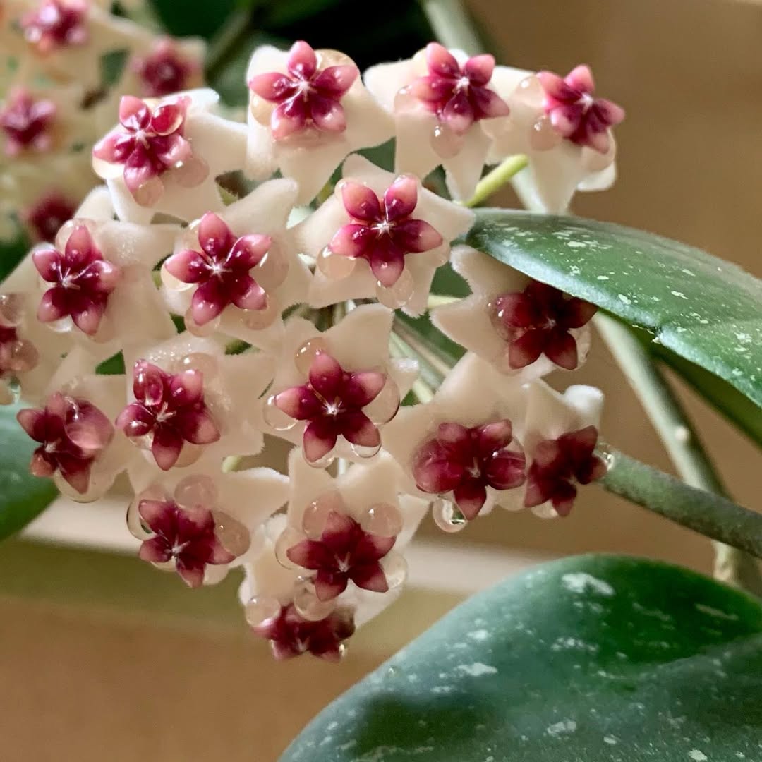 How to Get Hoya Obovata to Bloom