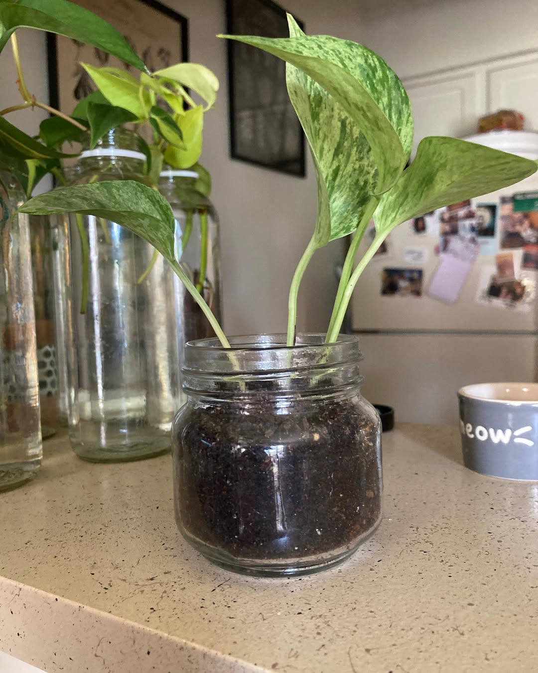 How to Propagate Pothos in Soil