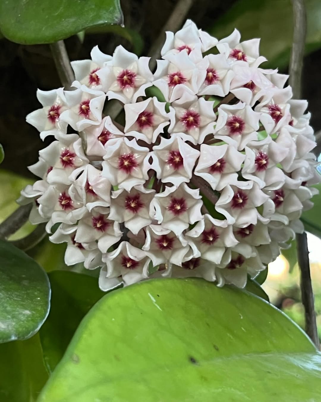 Hoya Carnosa