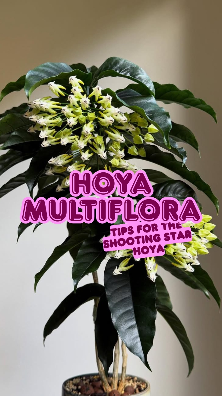 Hoya Multiflora Care Guide: Tips for the Shooting Star Hoya