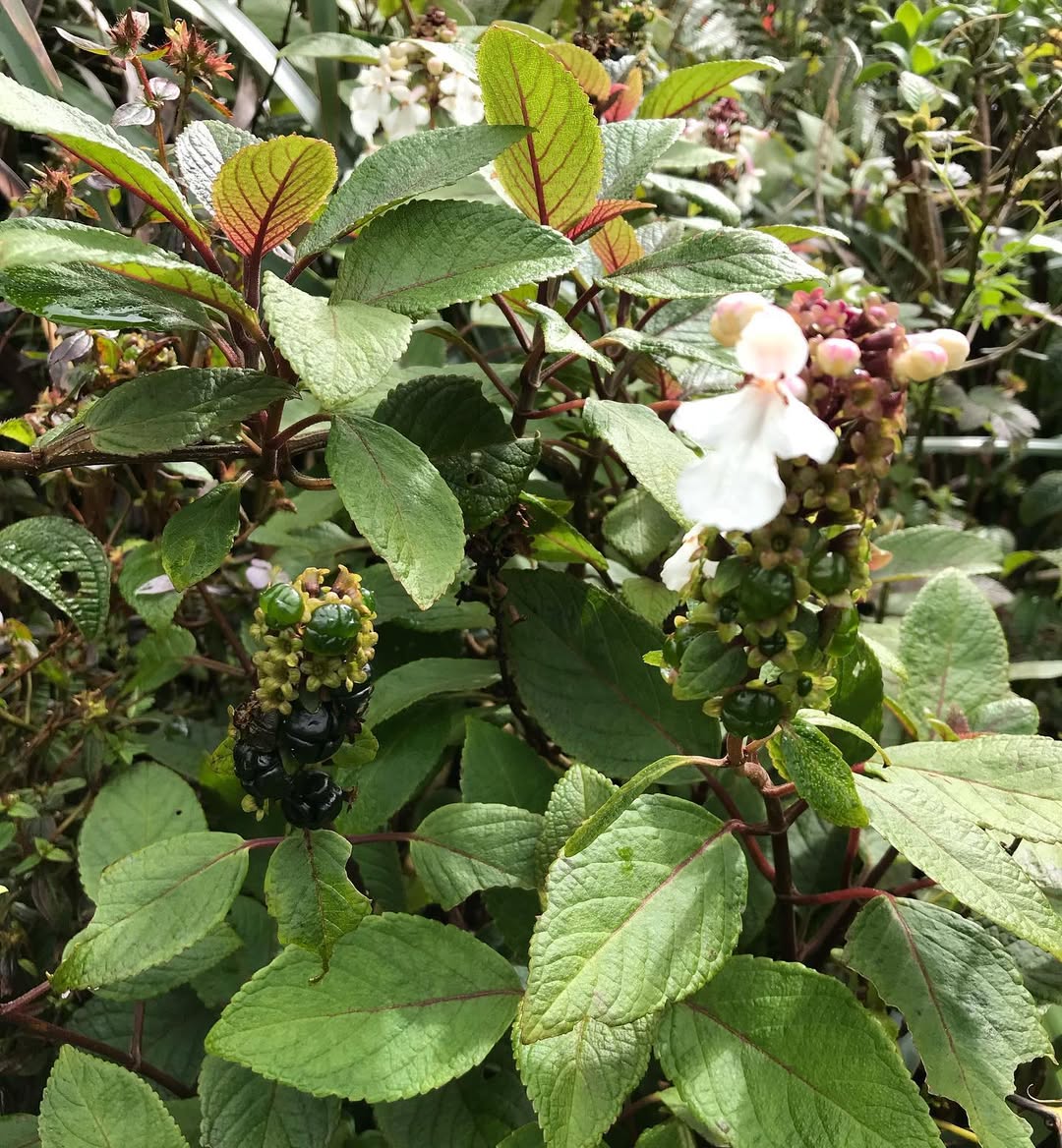 Kāpana #phyllostegiagrandiflora #phyllostegia an #oahu #endemic #Hawaiian mint, not to be confused with the ubiquitous weedy #hyptispectinata #Lamiaceae #labiatae #mintsofinstagram