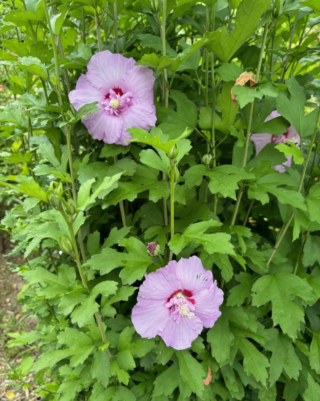 Hibiscus syriacus 
