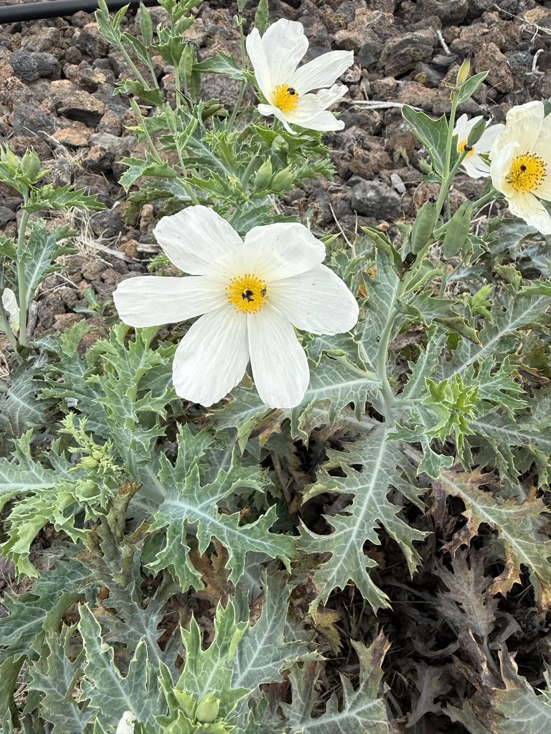 Learning new things at the forest reserve.  Pua kala is the Hawaiian poppy, is a thorny, flowering plant native to Hawaii. 