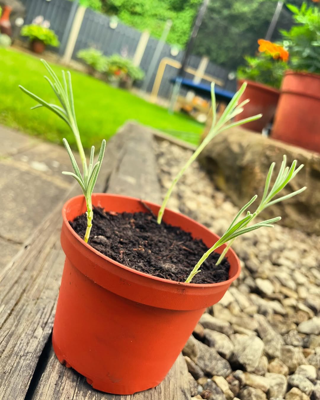 Lets see how these lavender cuttings #lavender #lavendercuttings #propogation #propogationstation #garden #gardening #gardensofinstagram #gardensofwestyorkshire