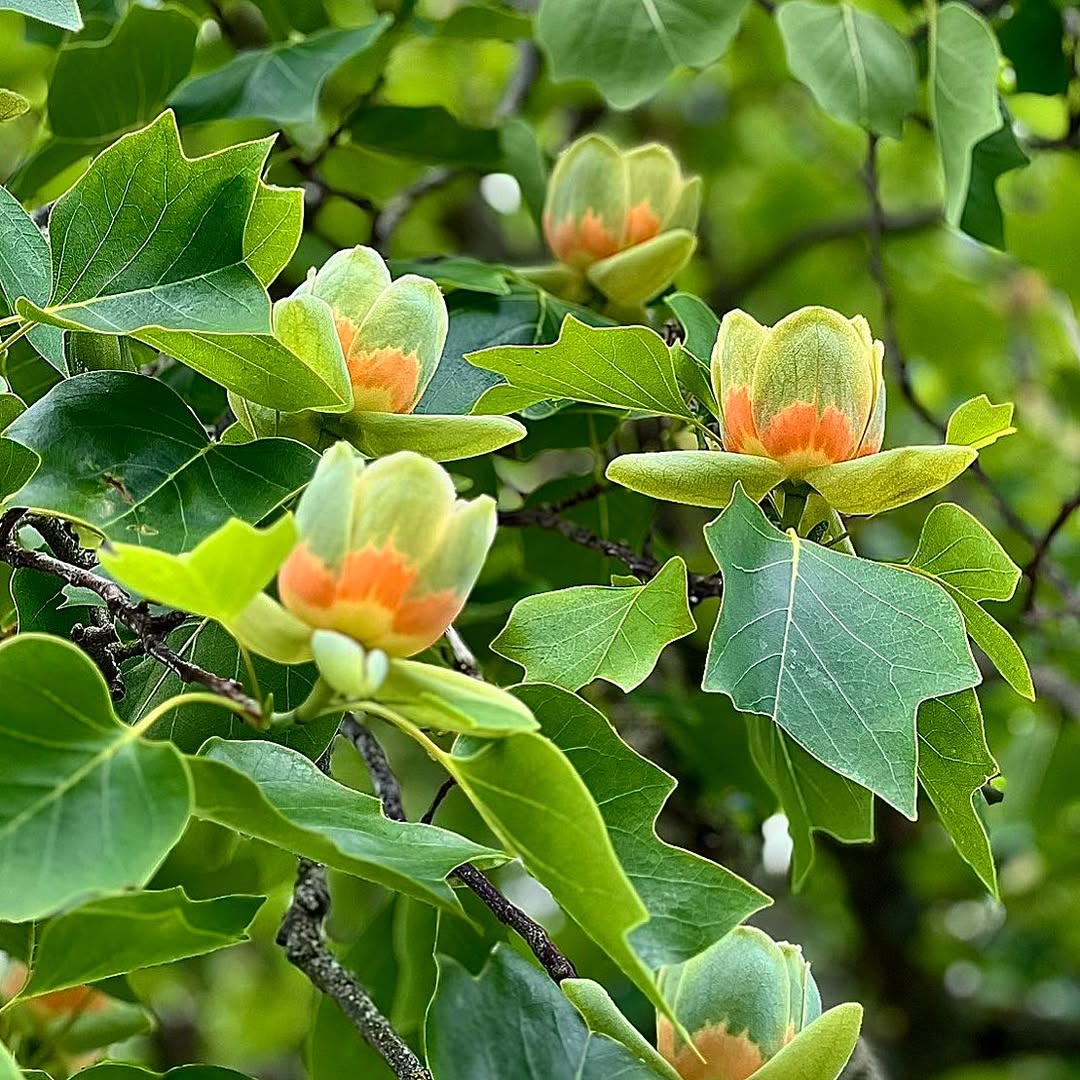 Tulip Tree (Liriodendron tulipifera)