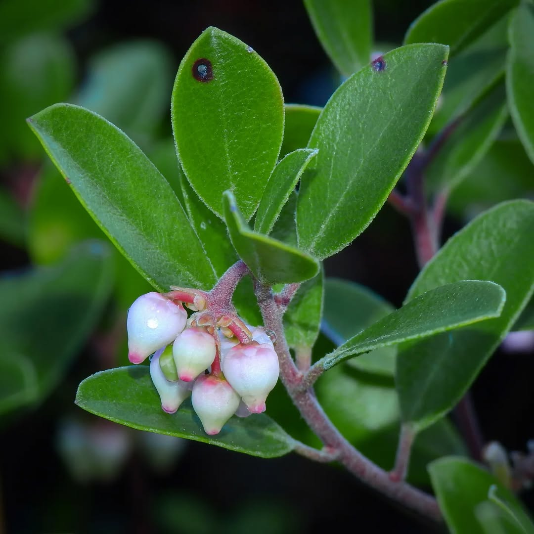 Manzanita (Arctostaphylos spp.) California native plants