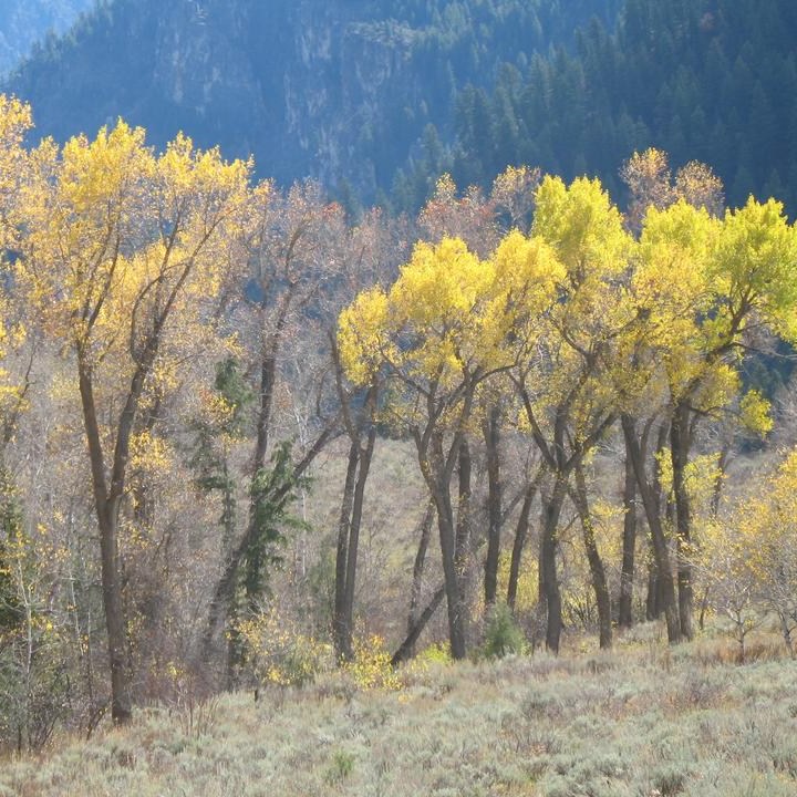 Narrowleaf Cottonwood (Populus angustifolia)