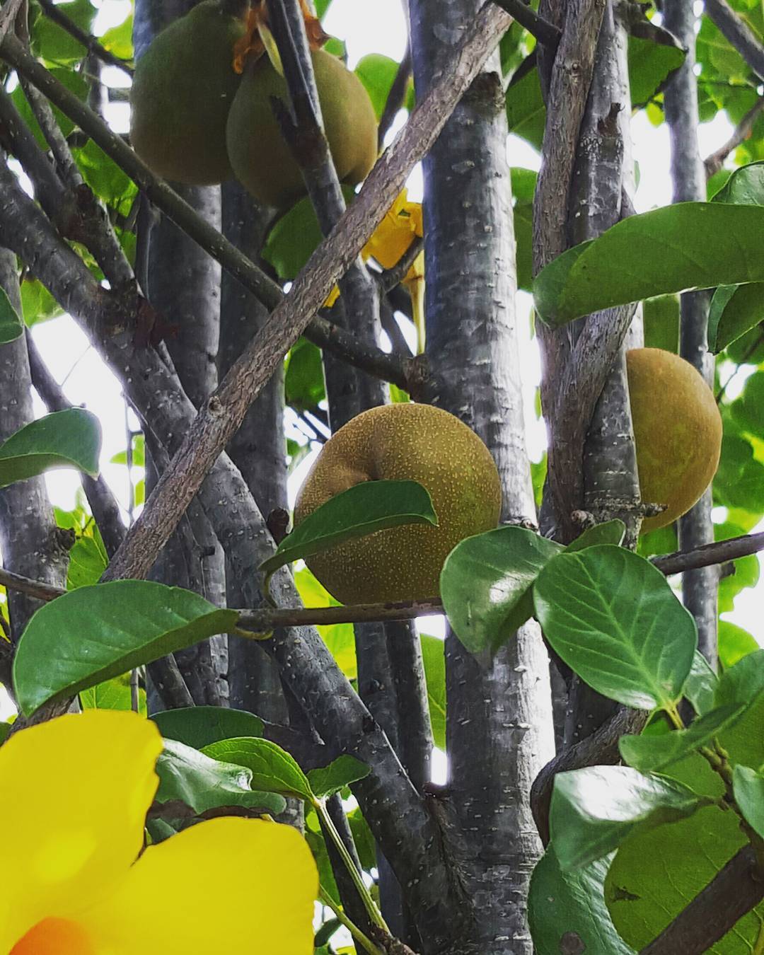 Nashi Pear (Pyrus pyrifolia)