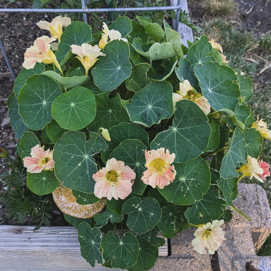 Nasturtiums