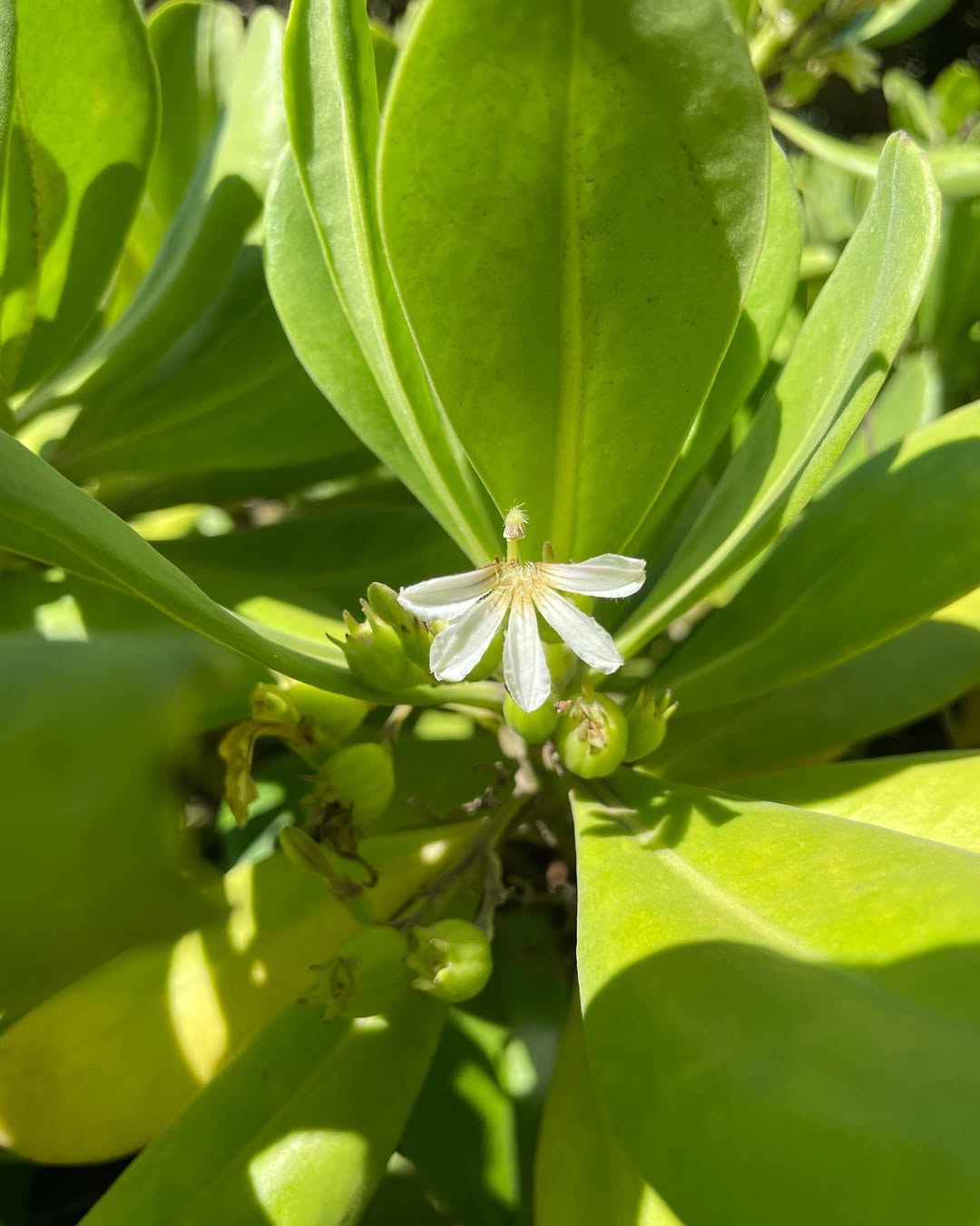 Naupaka – The Half Flower