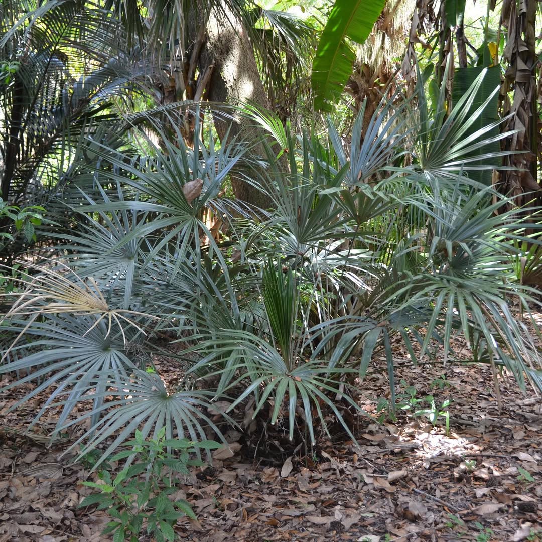 Needle Palm (Rhapidophyllum hystrix) Trees That Start With N
