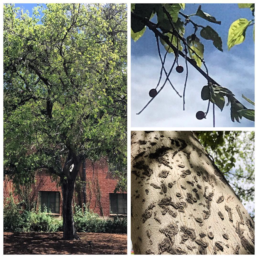 Netleaf Hackberry (Celtis reticulata)