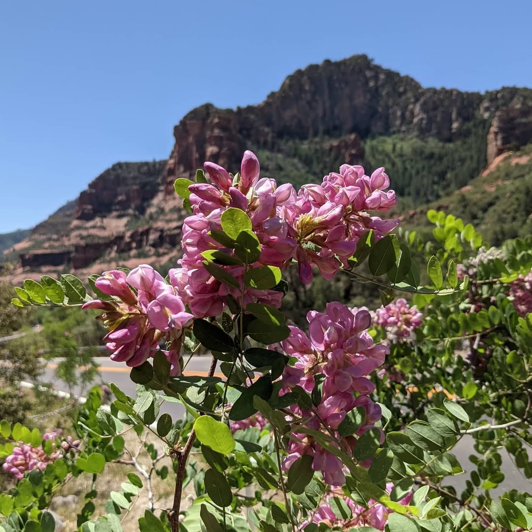New Mexico Locust (Robinia neomexicana)  Trees That Start With N
