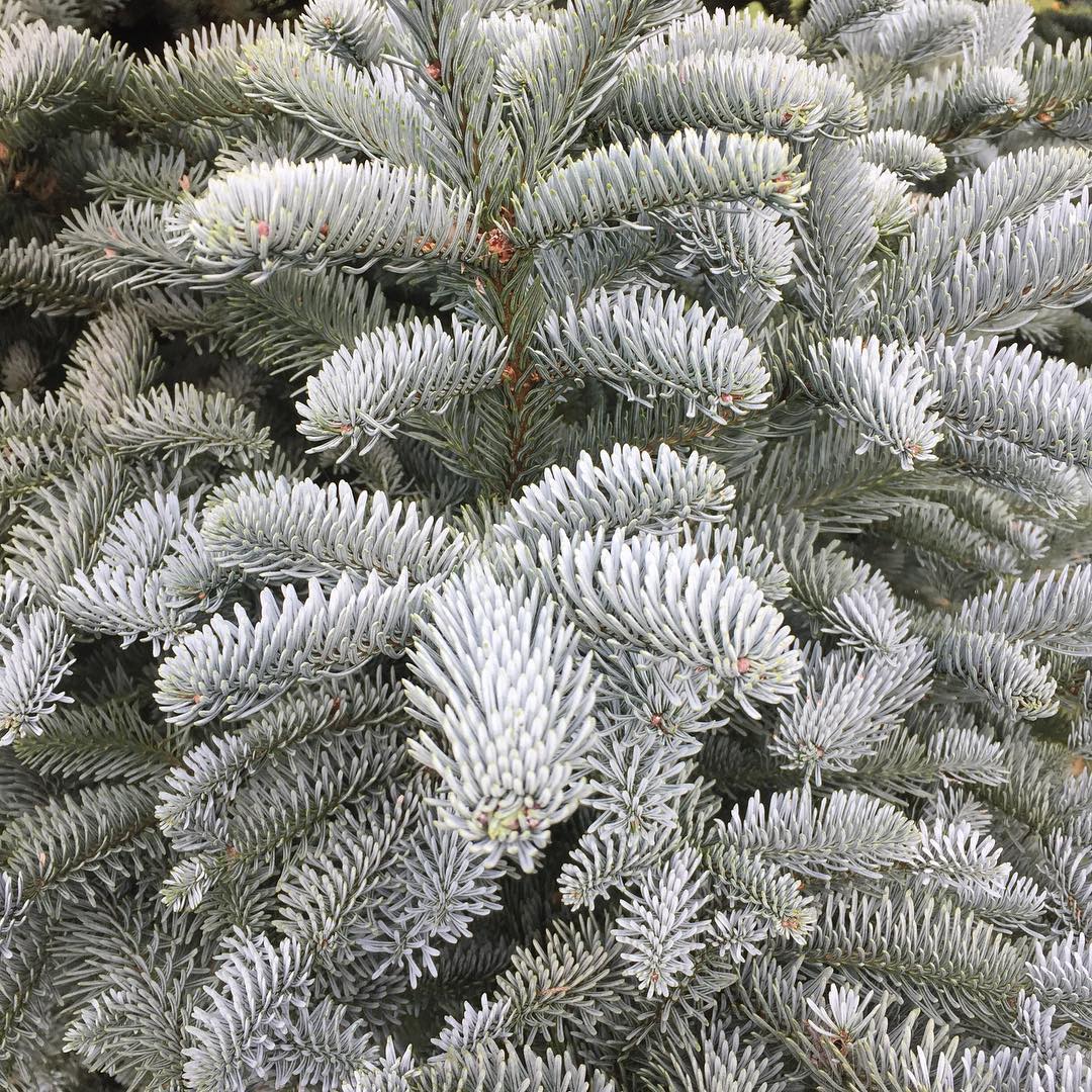 Noble Fir (Abies procera)  Trees That Start With N
