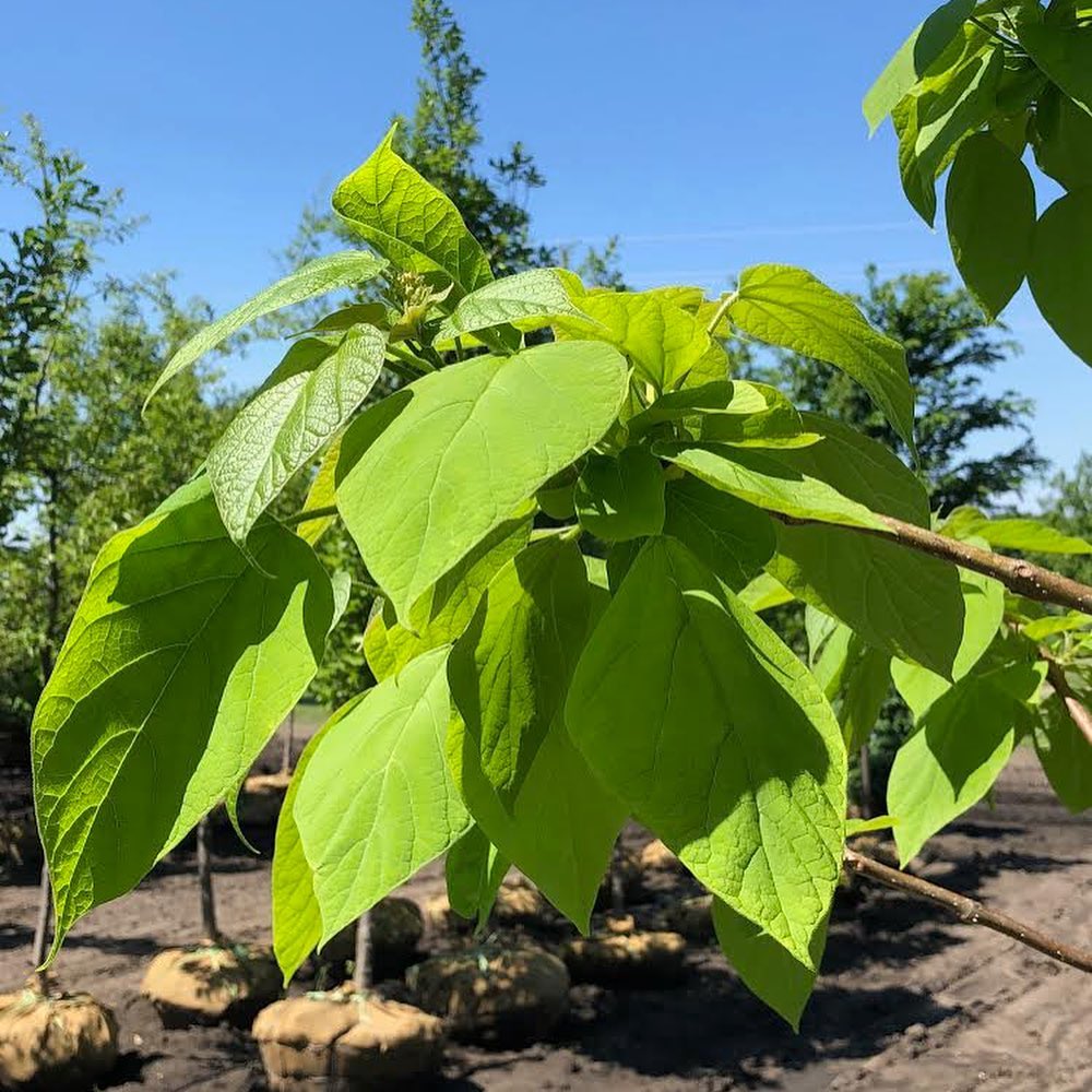 Northern Catalpa (Catalpa speciosa)