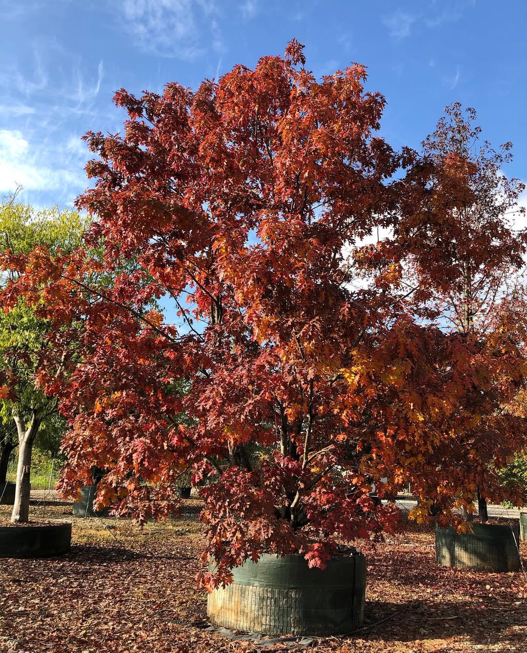 Northern Red Oak (Quercus rubra)
