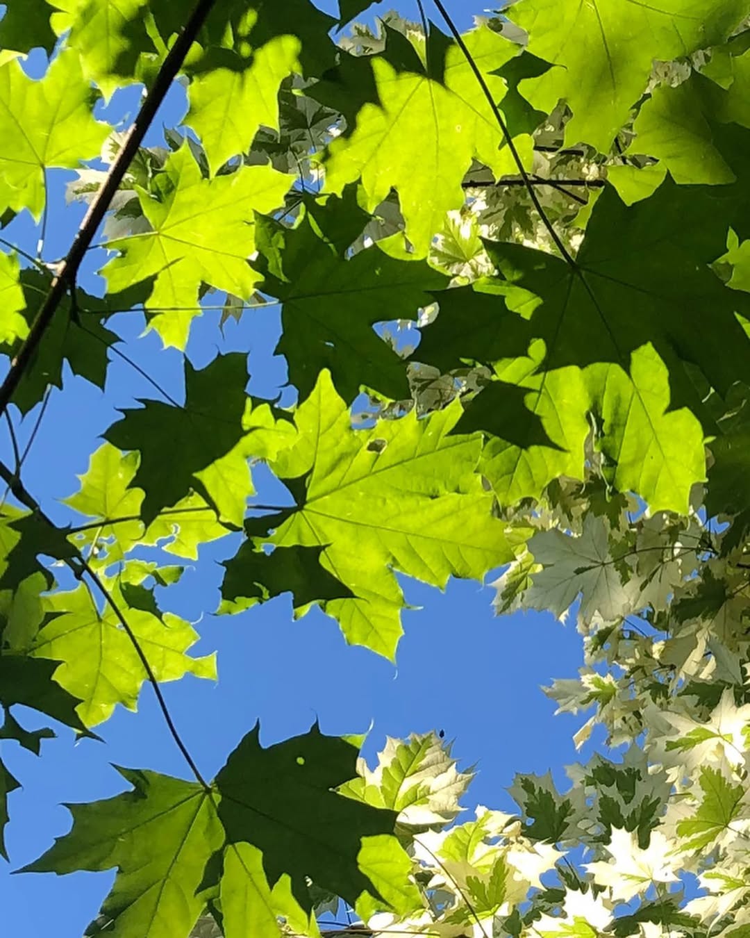 Norway Maple (Acer platanoides)