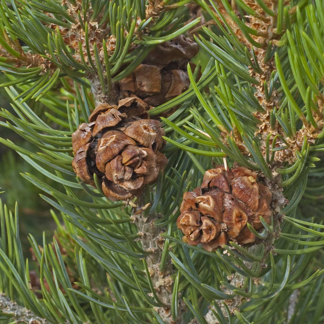 Nut Pine (Pinus edulis)