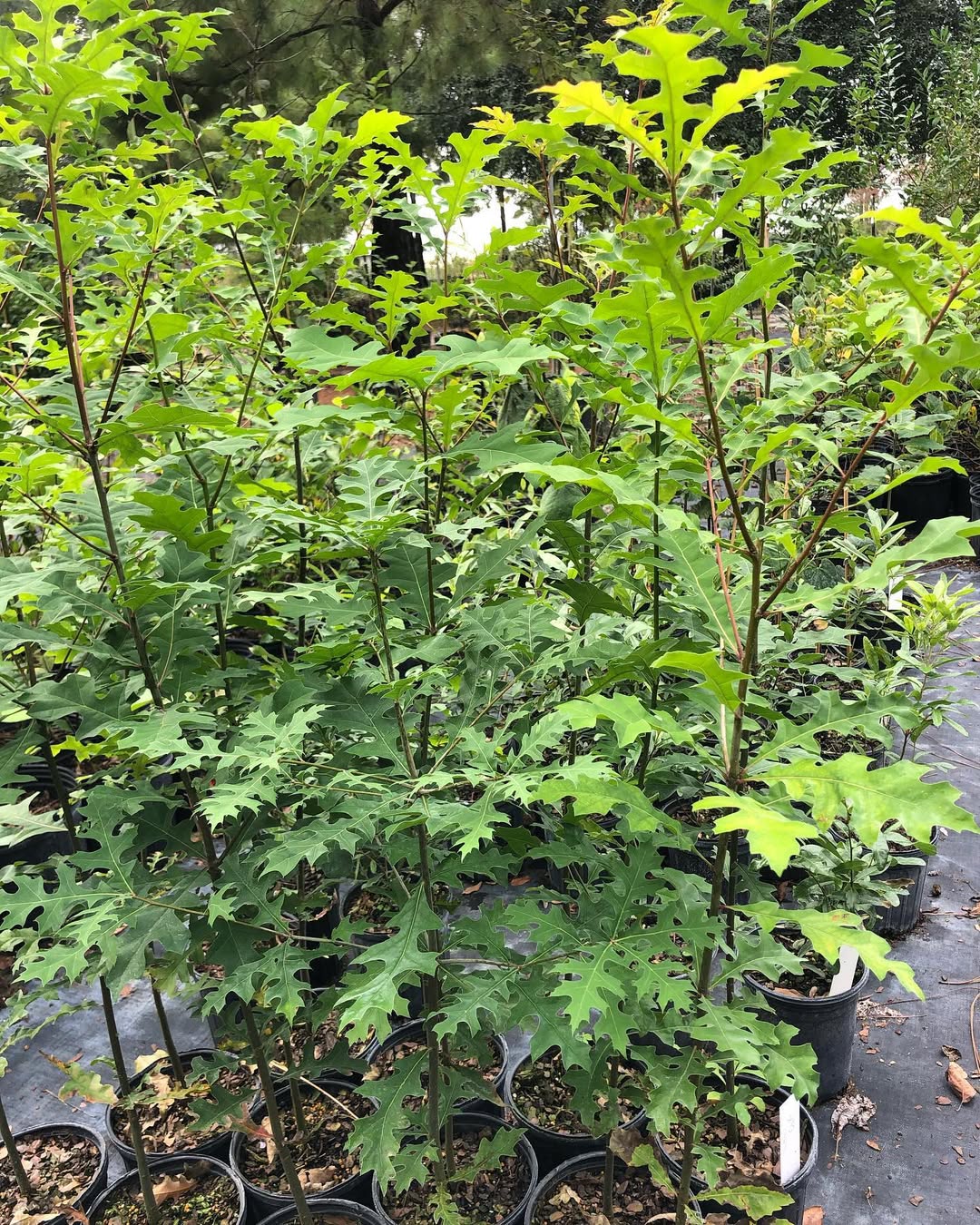 Nuttall Oak (Quercus texana)