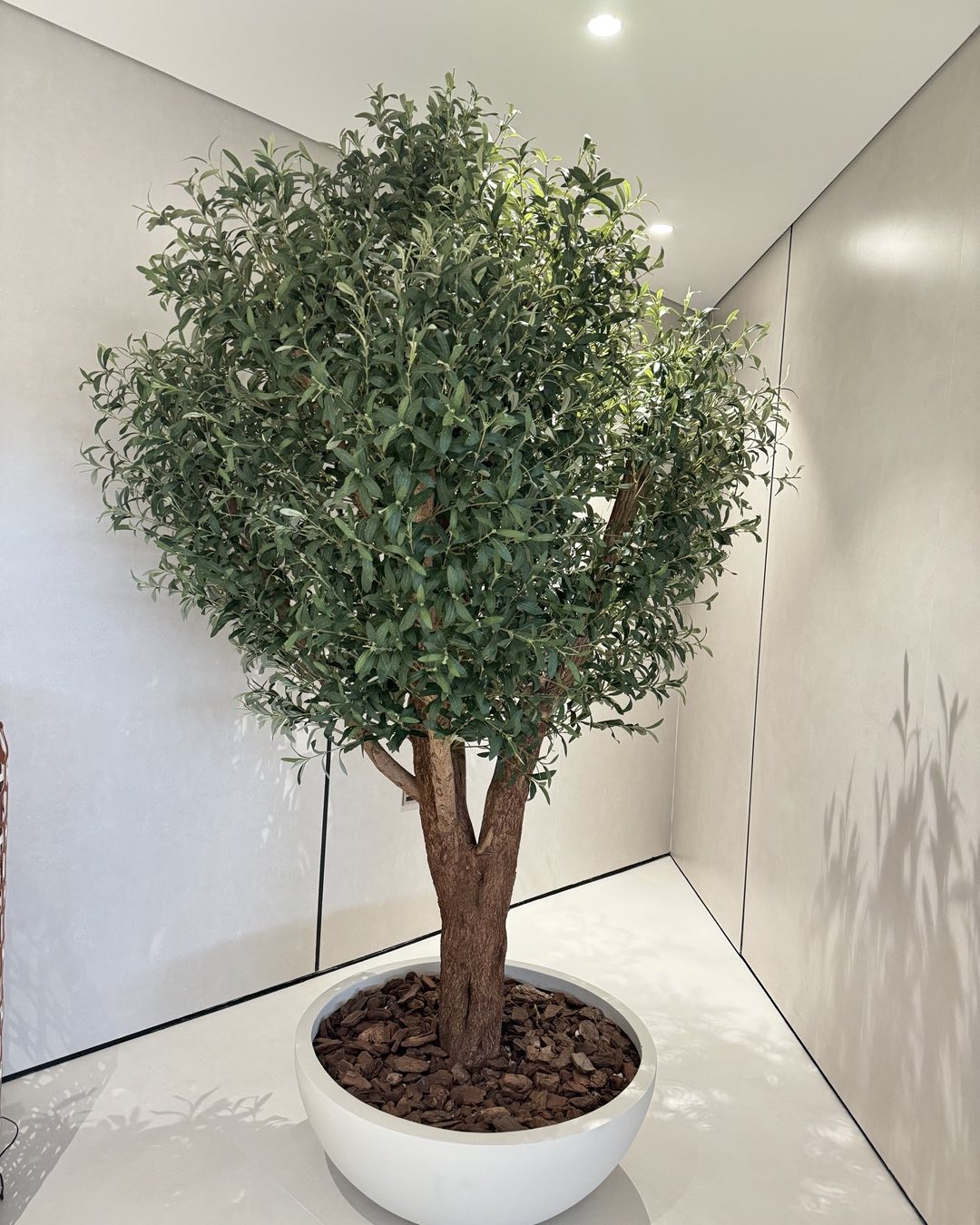 Olive Tree