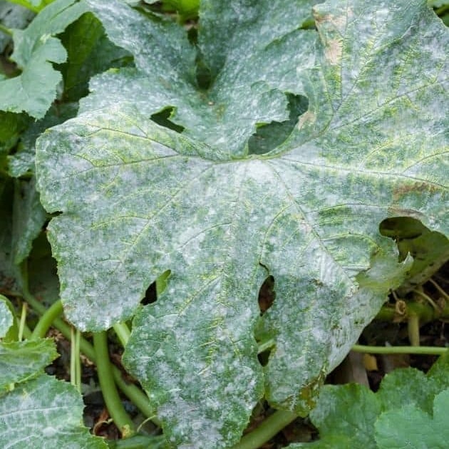 POWDERY MILDEW PROBLEM Powdery mildew is one of the most widespread and easily recognized plant diseases. 