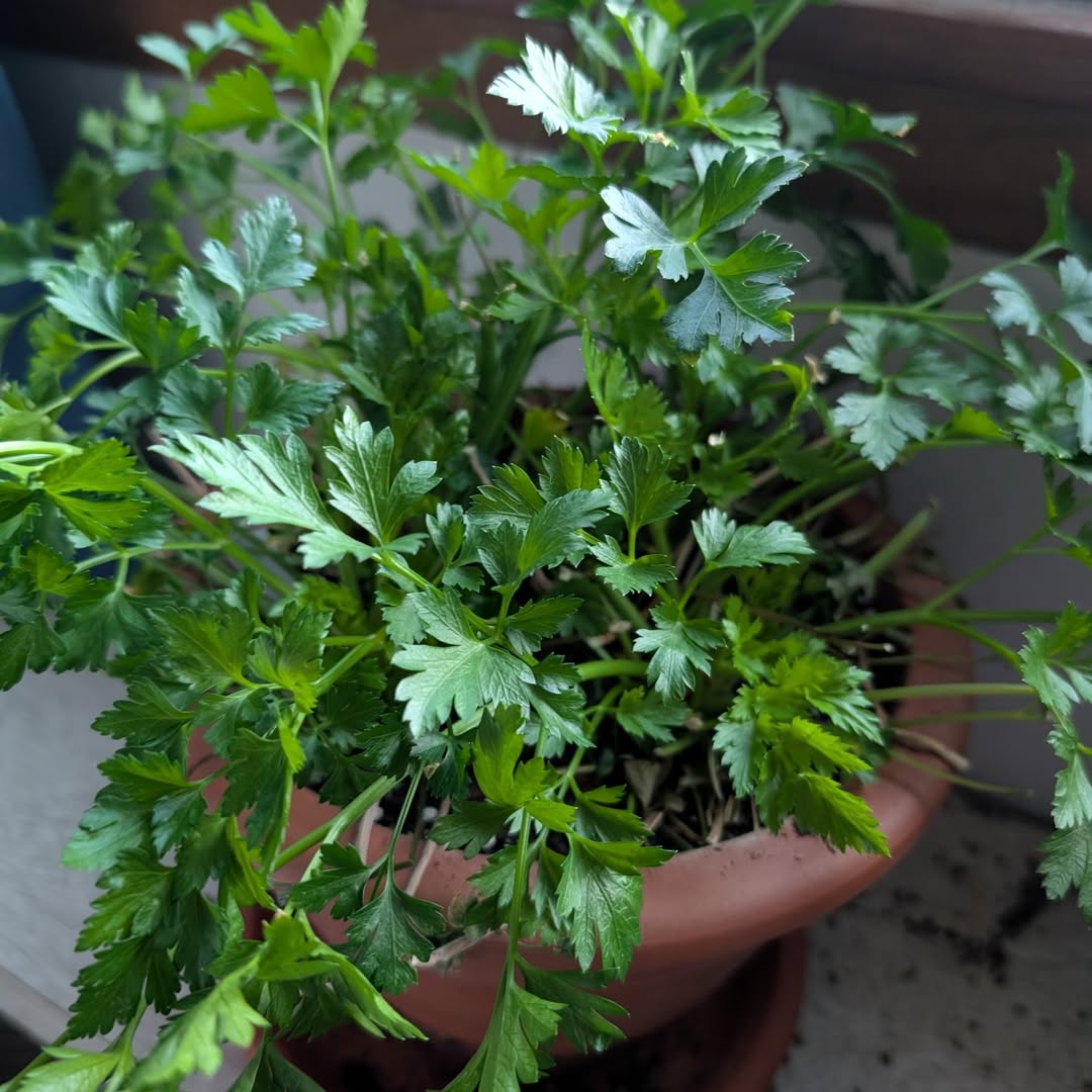Parsley