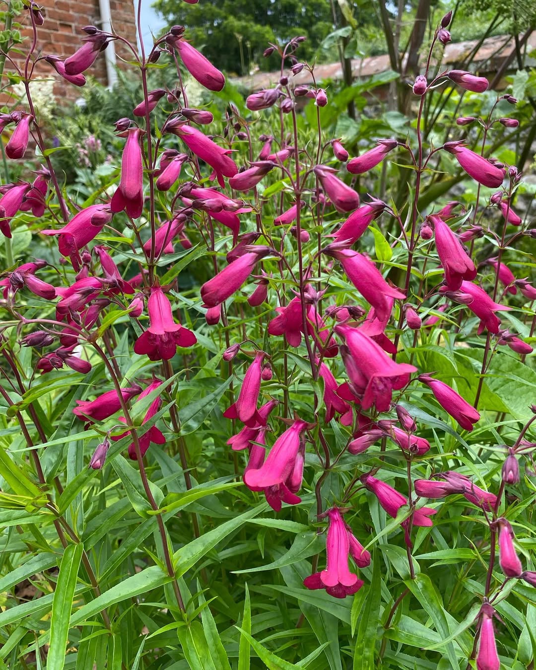 Penstemon