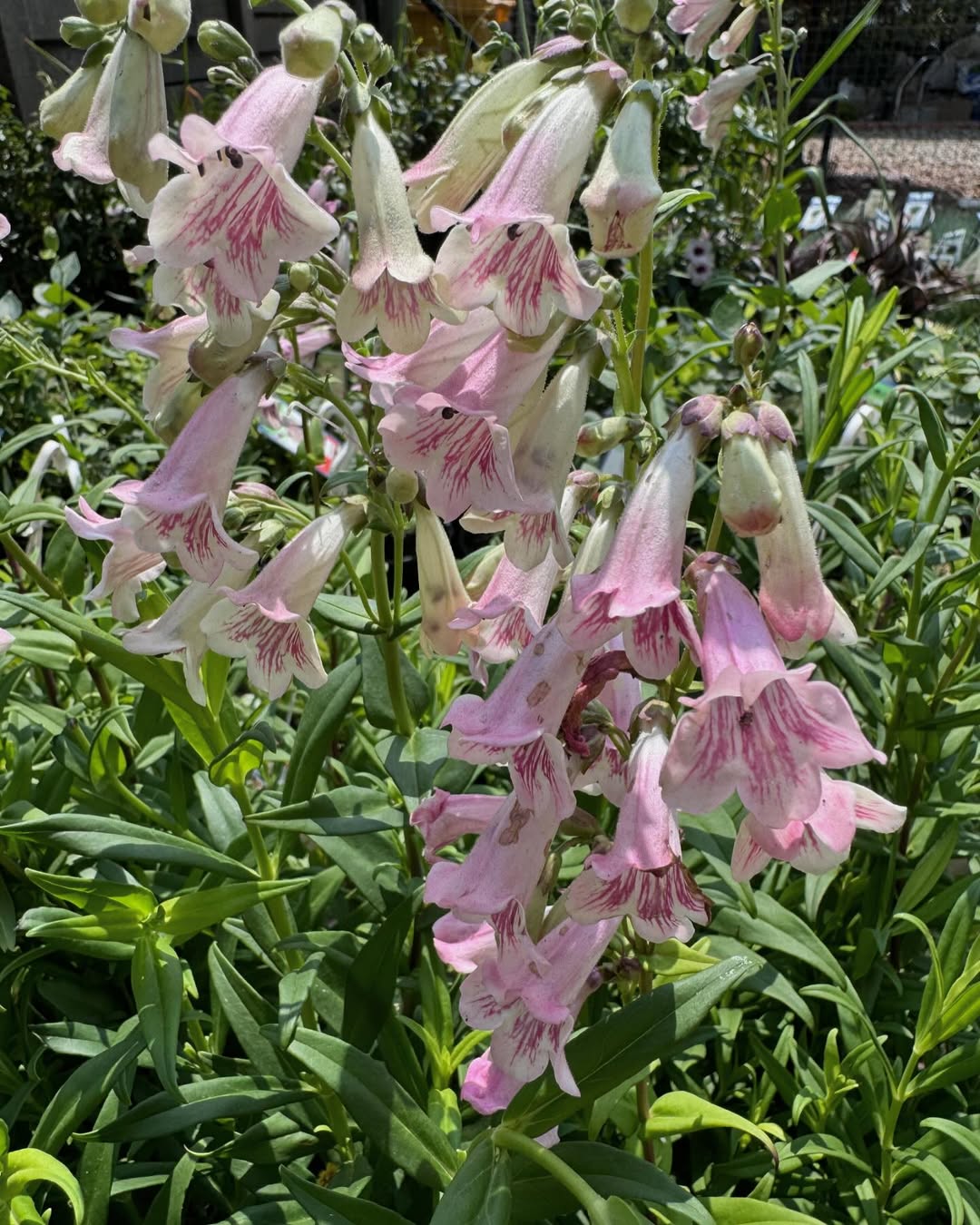 Perennial Penstemon Alice arrived instore this week. A taller perennial to add some height in a mixed border. Growing in a mostly sunny spot, Penstemon flower for months on end