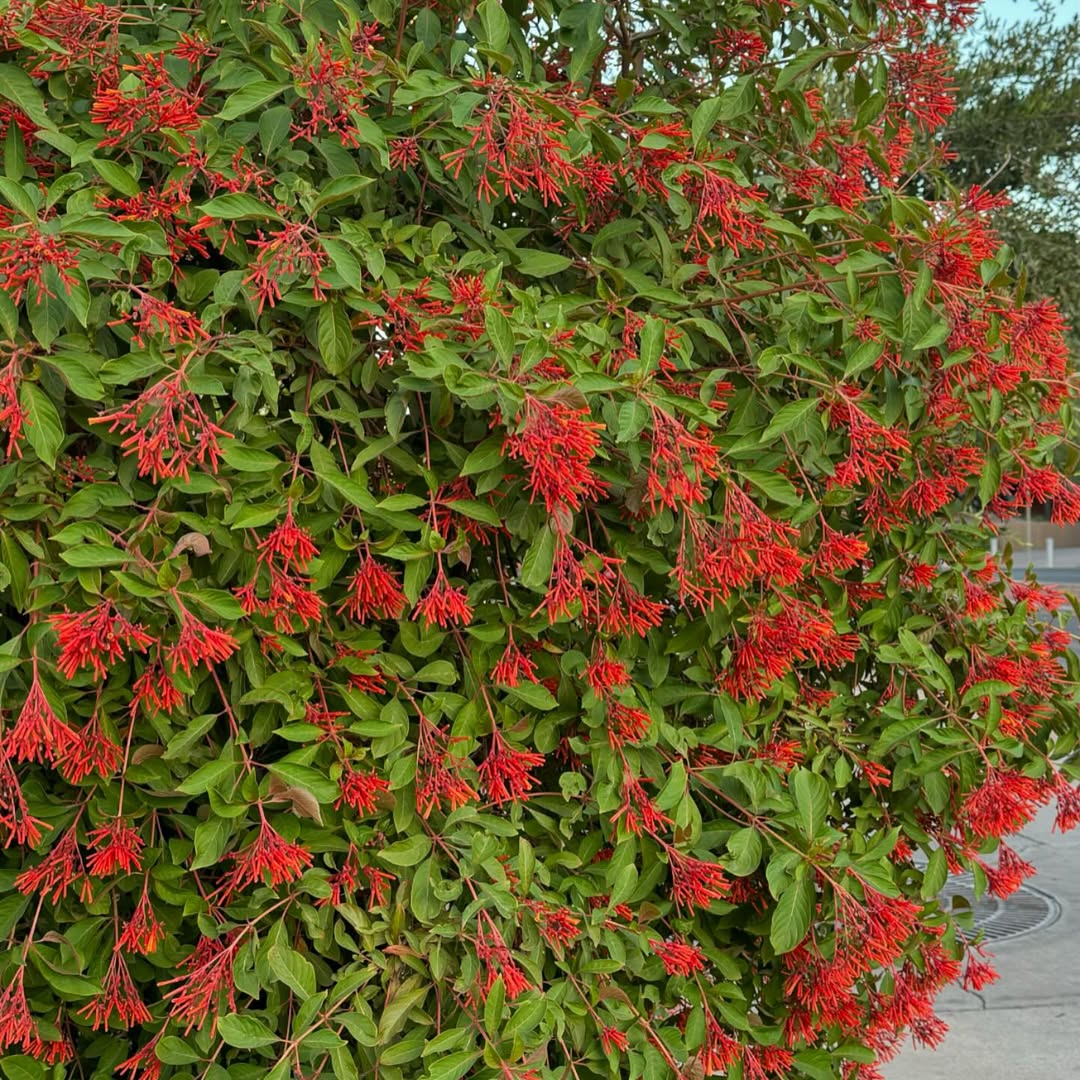 Perky Firebush waits ‘til temperatures really sizzle before blooming. It’s another hummingbird magnet. Native to Mexico south to Argentina. #hameliapatens #firebush