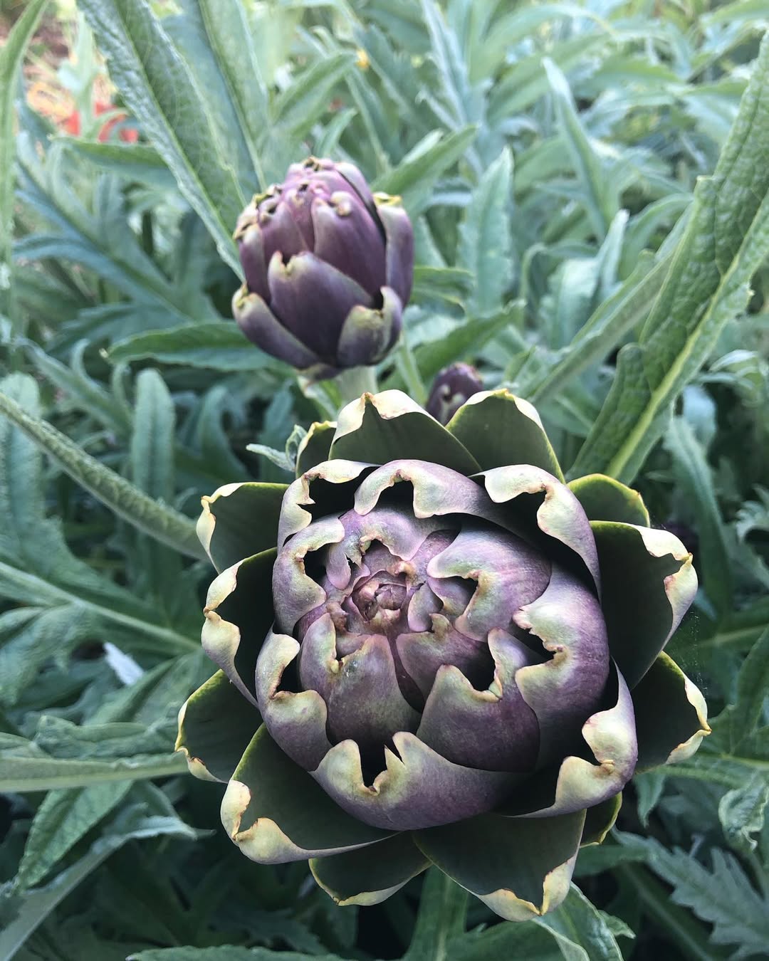 Pickled artichoke hearts with the girls   #artichokes
