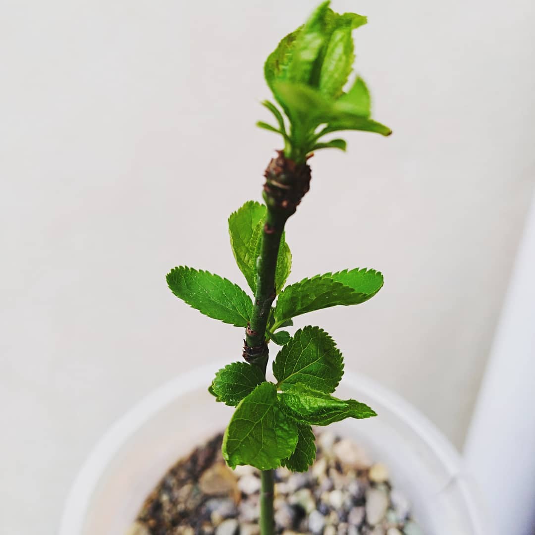 Propagate Bougainvillea