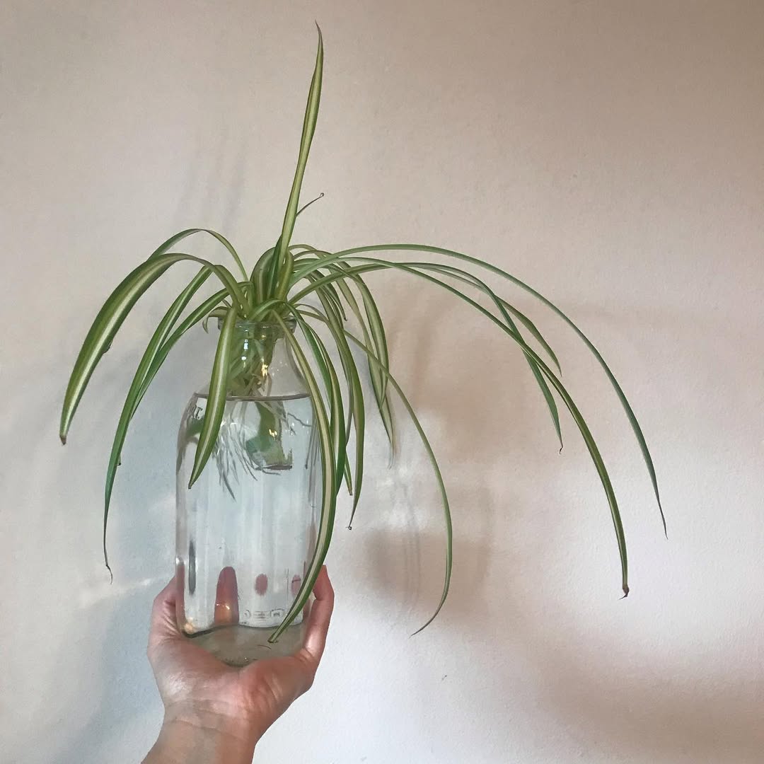 Spider Plant  cuttings