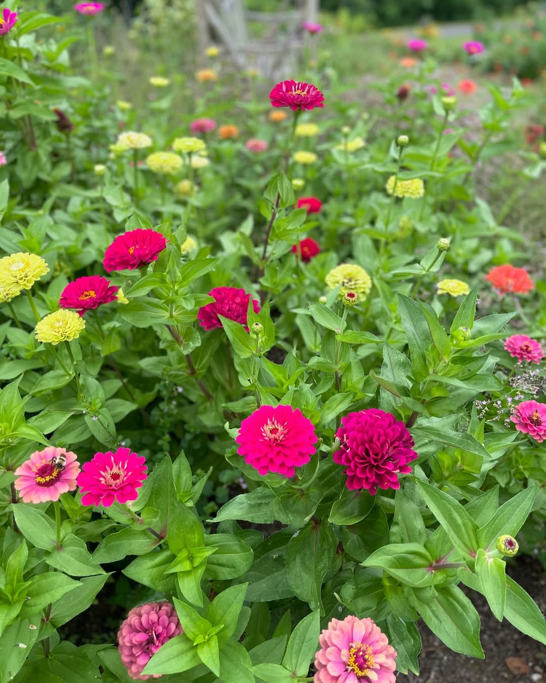Zinnia (Dwarf Varieties)