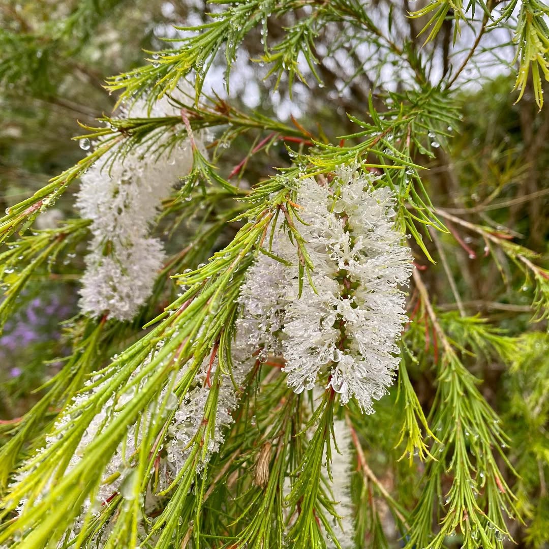 Tea Tree (Melaleuca alternifolia)
