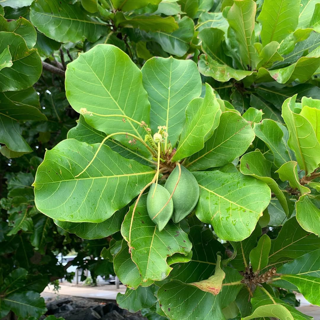 Terminalia (Terminalia catappa)