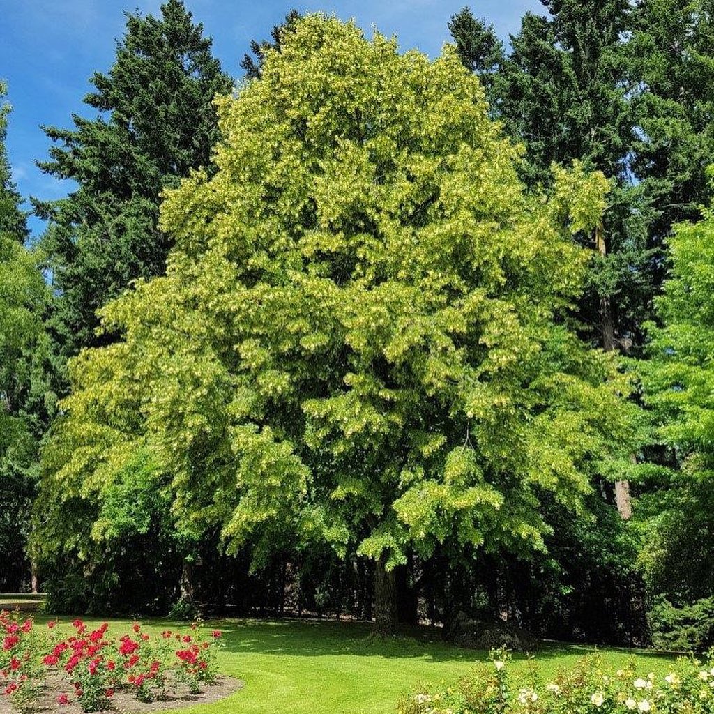 Tilia Cordata - Flowering Lime.Amazing creamy, sweetly perfumed flowers mid-summer - beautiful fragrance in the nursery right now.Medium-sized tree with neat dense rounded form 