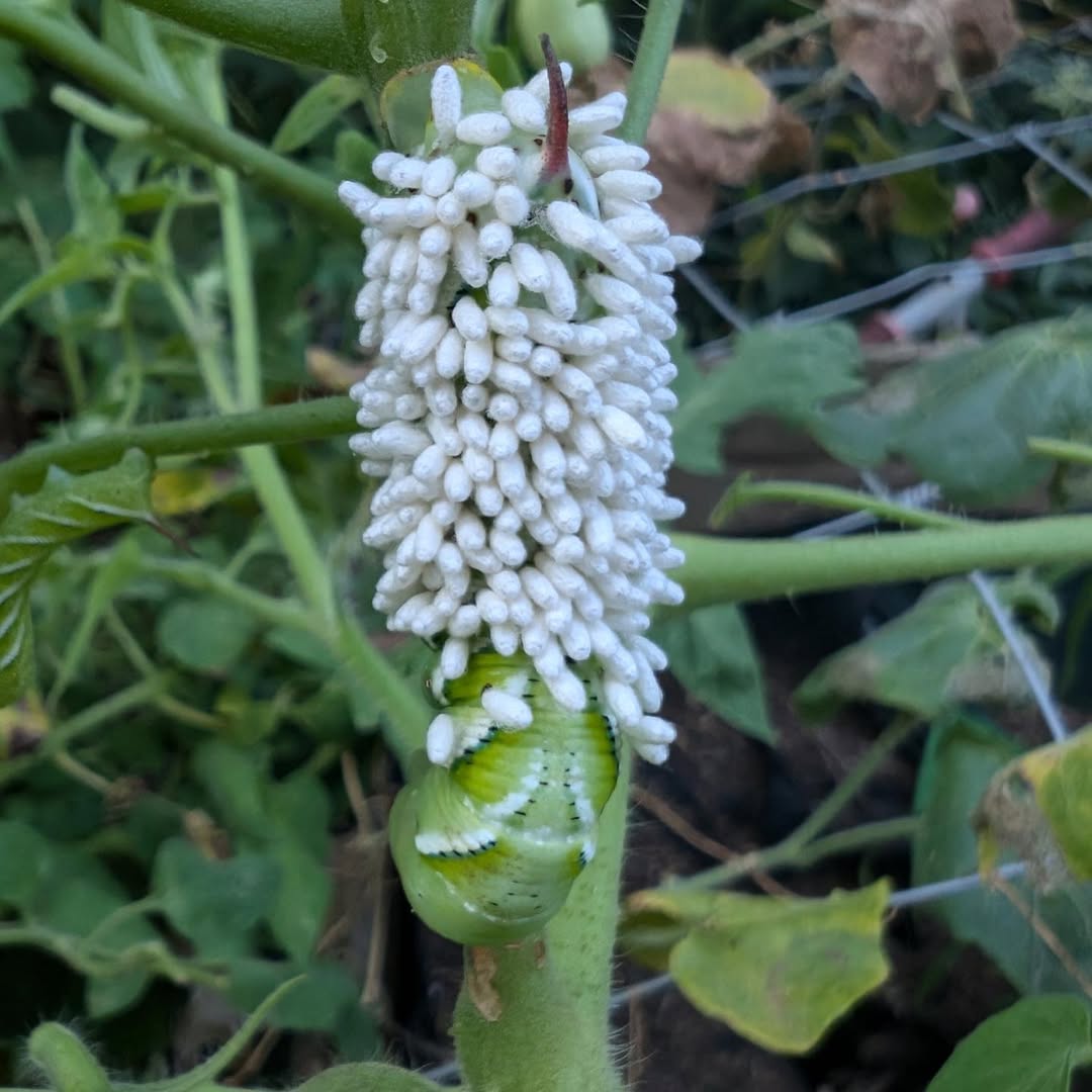 Tomato Hornworm