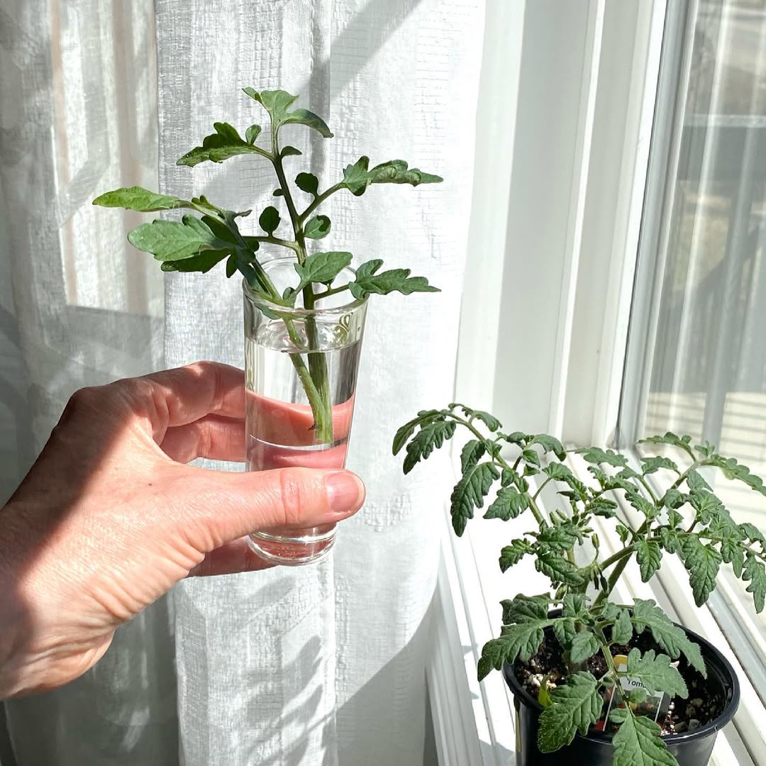 Tomatoes cuttings
